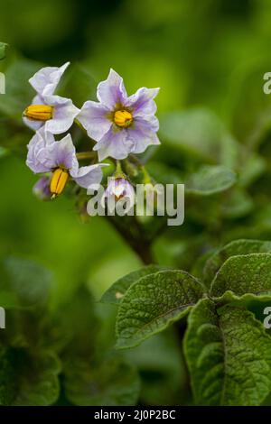 Blühende Kartoffeln (Solanum tuberosum) mit rosa Blüten. Blühende Kartoffel im Bio-Garten. Selektiver Fokus. Stockfoto