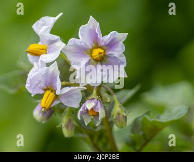 Blühende Kartoffeln (Solanum tuberosum) mit rosa Blüten. Blühende Kartoffel im Bio-Garten. Sel Stockfoto