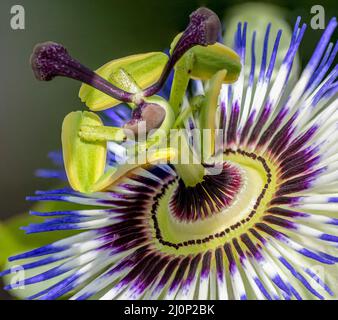 Nahaufnahme der Passiflora. Die blaue Passionsblume. Blaue Kronenpassionblume. Selektiver Fokus Stockfoto