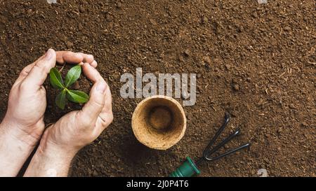 Draufsicht Gärtner Pflanzen. Hohe Qualität und Auflösung schönes Fotokonzept Stockfoto