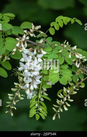 Robinia pseudoacacia oder falsche Akazie, schwarze Heuschrecke, Laubbaum weiße Blüten, Erbse Familie: Fabaceae. Stockfoto