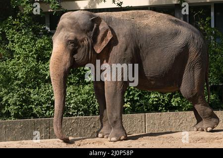 Der asiatische Elefant (Elephas maximus) im Zoologischen Garten Berlin in Berlin, Deutschland. Stockfoto