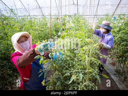 (220320) -- YINCHUAN, 20. März 2022 (Xinhua) -- Bauern arbeiten in einem Gewächshaus in der Stadt Xigang in Yinchuan, im Nordwesten der Autonomen Region Ningxia Hui, am Tag von Chunfen, der auf den 20. März 2022 fällt. Chunfen, oder Frühlings-Tagundnachtgleiche, ist ein wichtiges Datum für chinesische Bauern. Es ist nicht nur eine der 24 Sonnenbedingungen im chinesischen Mondkalender, die Veränderungen in den Jahreszeiten widerspiegeln, sondern es signalisiert auch den Beginn einer der geschäftigsten Bauernzeiträume des Jahres. In diesem Jahr fällt Chunfen auf den 20. März, und Bauernhöfe im ganzen Land sind bereits ein Bienenstock von Aktivitäten. (Xinhua/Yang Zhisen) Stockfoto