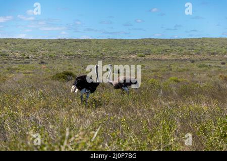 Im West Coast National Park in Südafrika stehen sich zwei Strauße in Sträuchern gegenüber Stockfoto