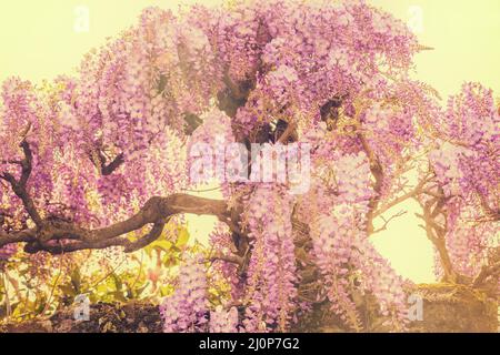 Blühende Wisteria blüht an einem sonnigen Frühlingstag im Garten Stockfoto