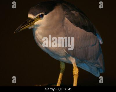 Heron, Ibirapuera Park, São Paulo, Brasilien Stockfoto