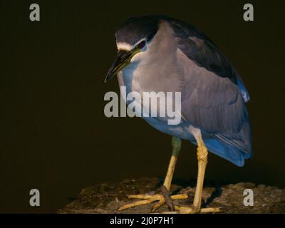 Heron, Ibirapuera Park, São Paulo, Brasilien Stockfoto