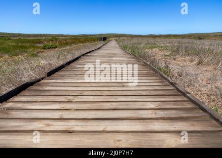 Selektive Konzentration auf eine Holzpromenade in den Dünen im West Coast National Park, Südafrika Stockfoto