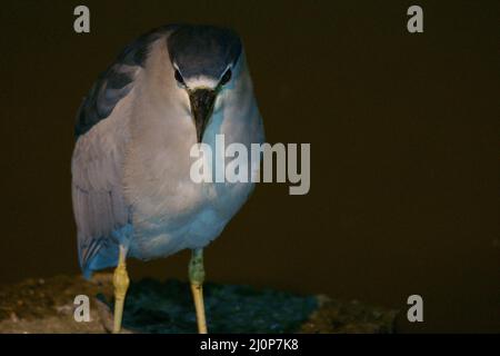 Heron, Ibirapuera Park, São Paulo, Brasilien Stockfoto