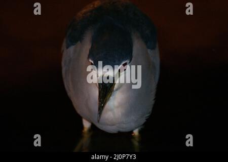 Heron, Ibirapuera Park, São Paulo, Brasilien Stockfoto