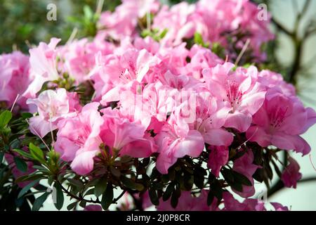 Blumen blühen Azaleen, rosafarbene Rhodendron-Knospen auf grünem Hintergrund, Frühlingskulisse Stockfoto