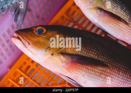 Ganze frische Fische von Thunfisch und Red Snapper auf dem Fish Central Market in Male City Stockfoto