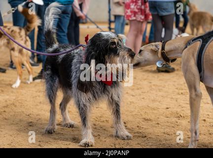 East Lothian, Schottland, Vereinigtes Königreich, 20.. März 2022. Fun Dog Show: Die Wohltätigkeitsorganisation Muirfield Riding Therapy veranstaltet in ihrer Arena eine lustige Hundeschau. Im Bild: Eine Hunderasse namens Griffon Bleu de Gascogne, die sich mit einem Whippet anfreundet. Stockfoto