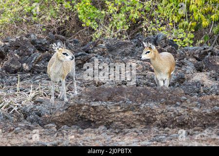 Zwei Kirks dik-dik, Madoqua kirkii, zwischen Lavasteinen im Tsavo National Park. Stockfoto