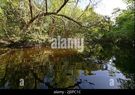 Turner River im Big Cypress National Preserve in Collier County, Florida an klaren, kühlen Wintertagen. Stockfoto