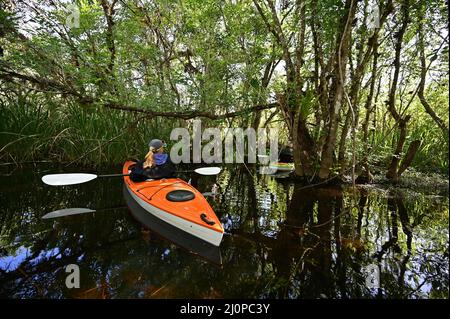 Frau Kajakfahren auf dem Turner River im Big Cypress National Preserve, Florida an klaren kühlen Wintertagen. Stockfoto