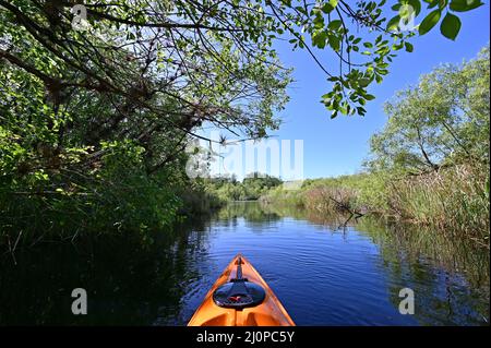 Kajakfahren auf dem Turner River im Big Cypress National Preserve, Florida an einem klaren, kühlen Wintermorgen. Stockfoto