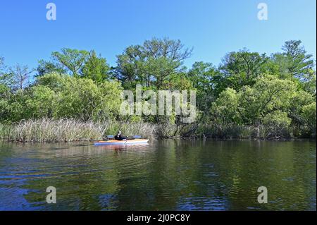 Frau Kajakfahren auf dem Turner River im Big Cypress National Preserve, Florida an klaren kühlen Wintertagen. Stockfoto