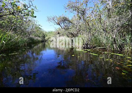 Turner River im Big Cypress National Preserve in Collier County, Florida an klaren, kühlen Wintertagen. Stockfoto