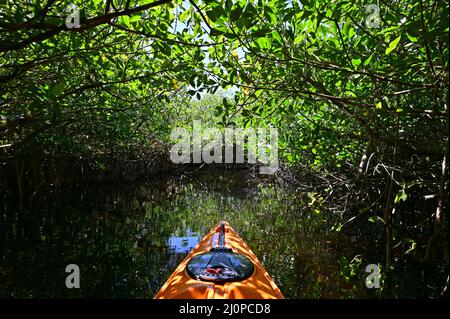 Kajakfahren in Mangroven-Tunneln des Turner River im Big Cypress National Preserve, Florida an klaren, kühlen Wintermorgen. Stockfoto