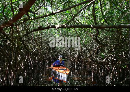 Frau Kajakfahren auf dem Turner River im Big Cypress National Preserve, Florida an klaren kühlen Wintertagen. Stockfoto