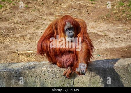 Gelangweilter, nachdenklicher Orang-Utan im Freilichtzoo. Stockfoto