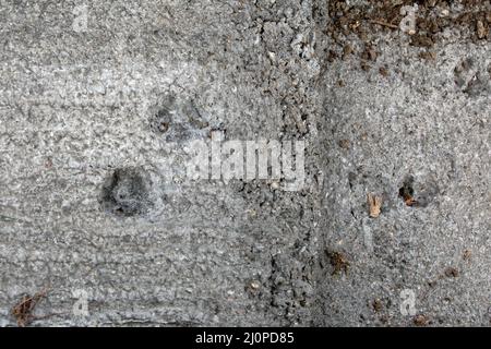 Basildon, England, Nahaufnahme von neu verlegten Beton mit Hundepfoten. Stockfoto