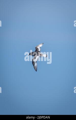 Antarktischer Sturmläufer fliegt in klarem bue-Himmel Stockfoto