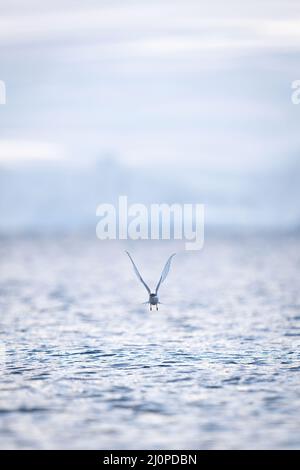 Antarktische Seeschwalbe nähert sich der Kamera mit erhobenen Flügeln Stockfoto