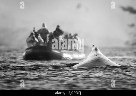 Ein Buckelwal taucht direkt vor einem aufblasbaren Boot auf, in dem Fotografen bunte Jacken tragen und Kameras tragen. Der Wal Stockfoto