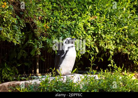 Pinguin in einem Zoo in einem warmen Klima. Stockfoto