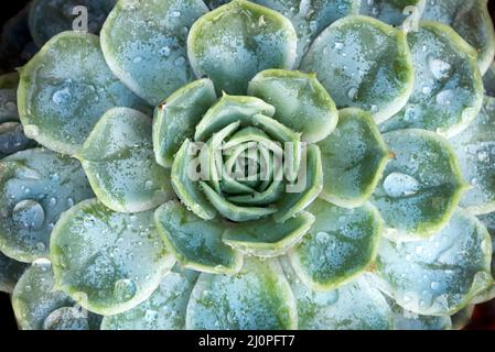 Wassertropfen auf Echeveria sukculent Stockfoto