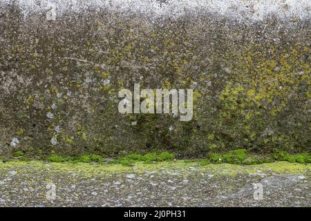 Graue Betonwand mit grünem Moos bedeckt. Leerer Hintergrund. Stockfoto