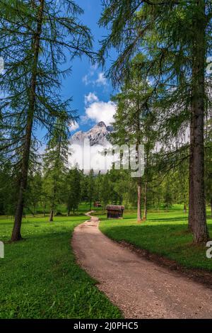 Waldweg in den Dolomiten Stockfoto