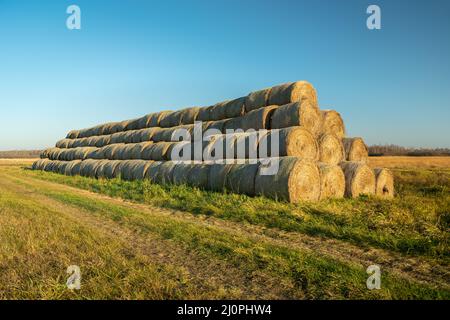 Ein langer Haufen Heuballen auf einer unbefestigten Straße, Herbsttag Stockfoto