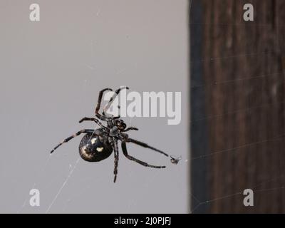 Spider, Meyzieu, Rhône (69), Rhône-Alpes, Frankreich Stockfoto