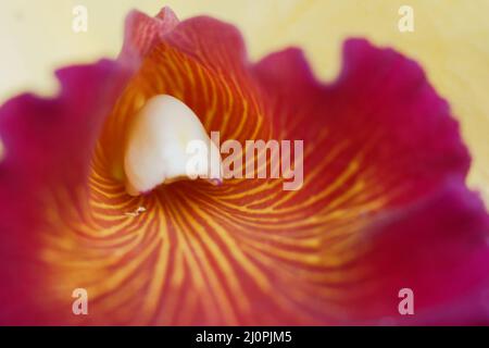 Orchid, São Bernardo, São Paulo, Brasilien Stockfoto