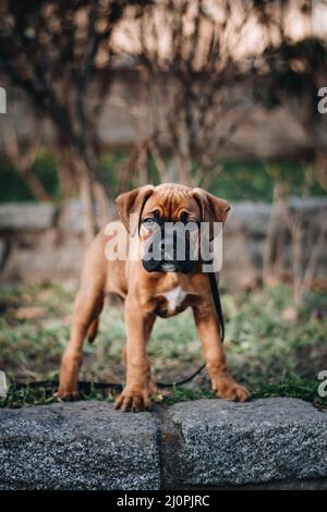 Vertikale Nahaufnahme eines Boxerwelpen im Park. Stockfoto