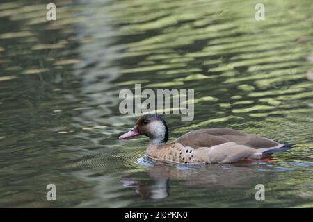 Ente, fußrot, São Paulo, Brasilien Stockfoto