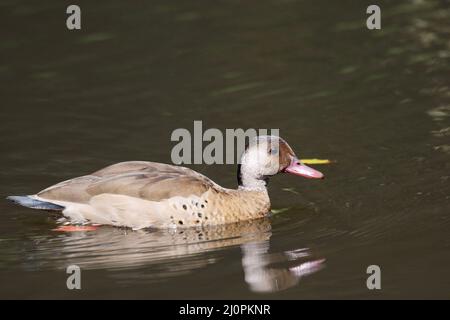 Ente, fußrot, São Paulo, Brasilien Stockfoto