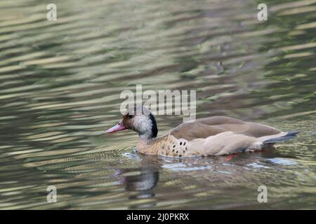 Ente, fußrot, São Paulo, Brasilien Stockfoto