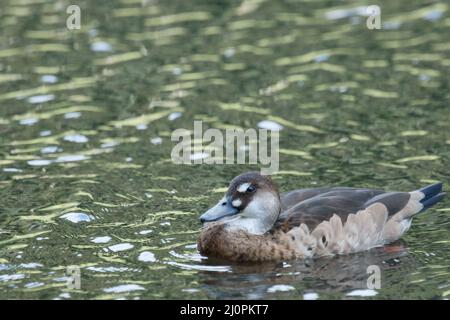 Ente, fußrot, São Paulo, Brasilien Stockfoto