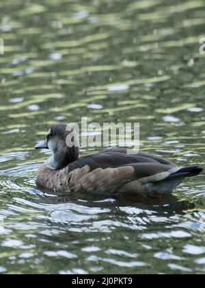 Ente, fußrot, São Paulo, Brasilien Stockfoto