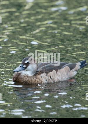 Ente, fußrot, São Paulo, Brasilien Stockfoto