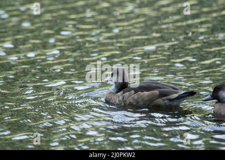 Ente, fußrot, São Paulo, Brasilien Stockfoto