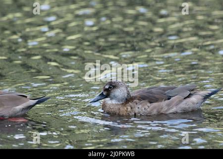 Ente, fußrot, São Paulo, Brasilien Stockfoto