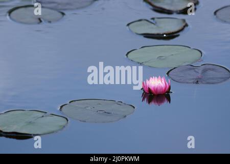 Nymphaea rubra, São Paulo, Brasilien Stockfoto