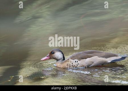 Ente, fußrot, São Paulo, Brasilien Stockfoto