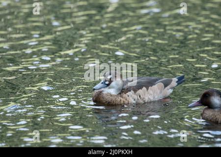 Ente, fußrot, São Paulo, Brasilien Stockfoto