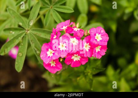 Rosa Blumen Stockfoto